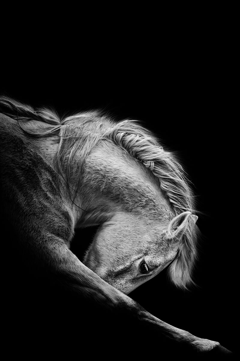 Horsescapes by Nina Spiekermann
